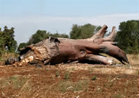 Baobab Tree Killed by Birds - Malawi